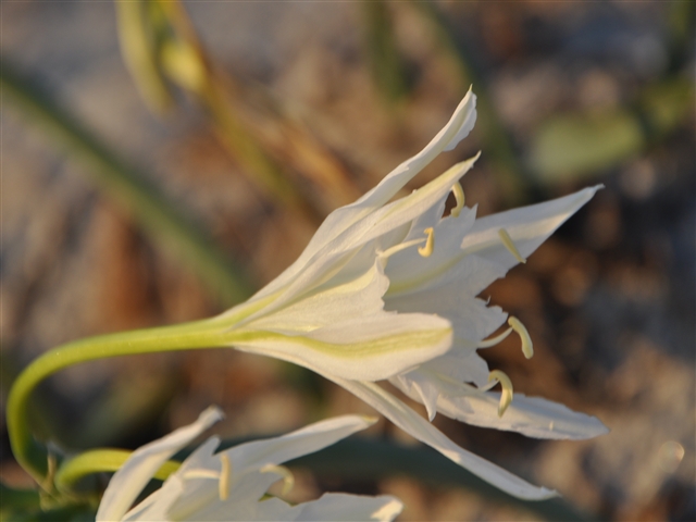 Tornando dalla passeggiata alle dune, sulla spiaggia ci imbattiamo in un giglio selvatico dai petali molto appuntiti disposti a campanula.